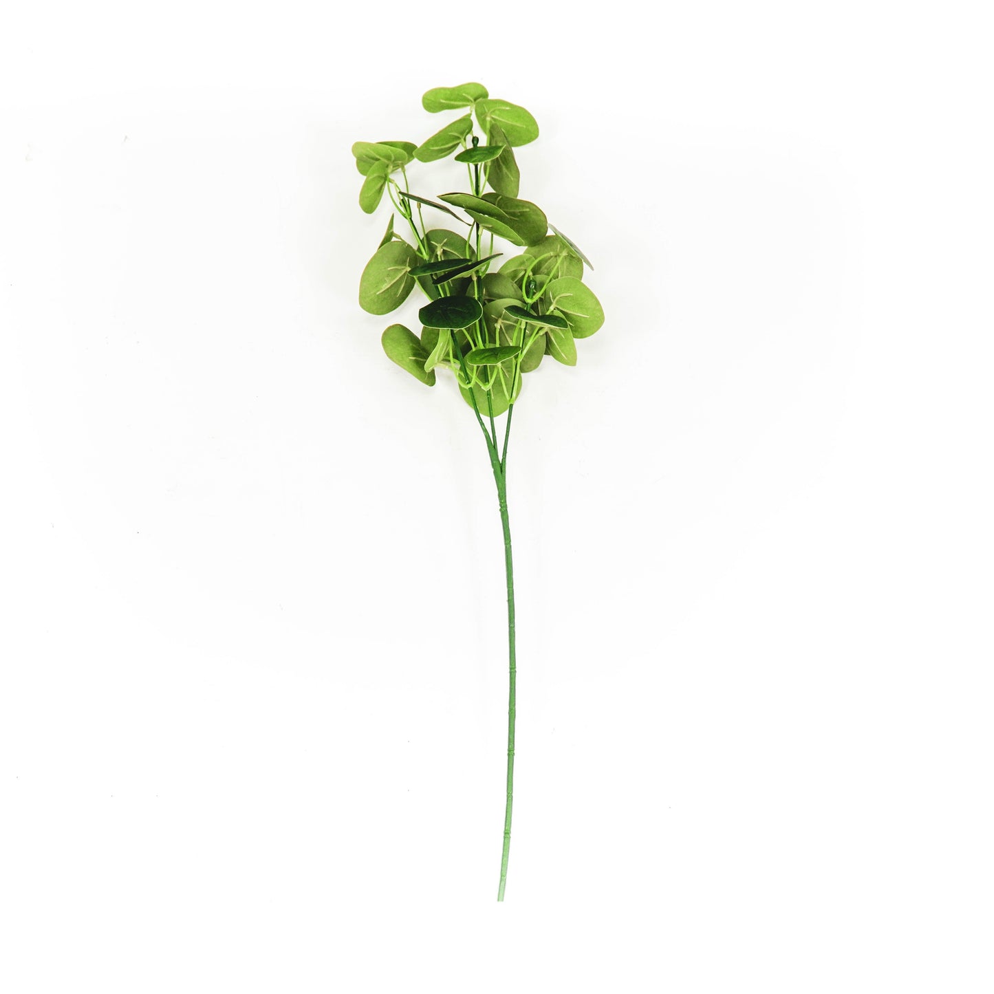 HV Eucalyptus Lange Bos - Groen - 10x16x65cm