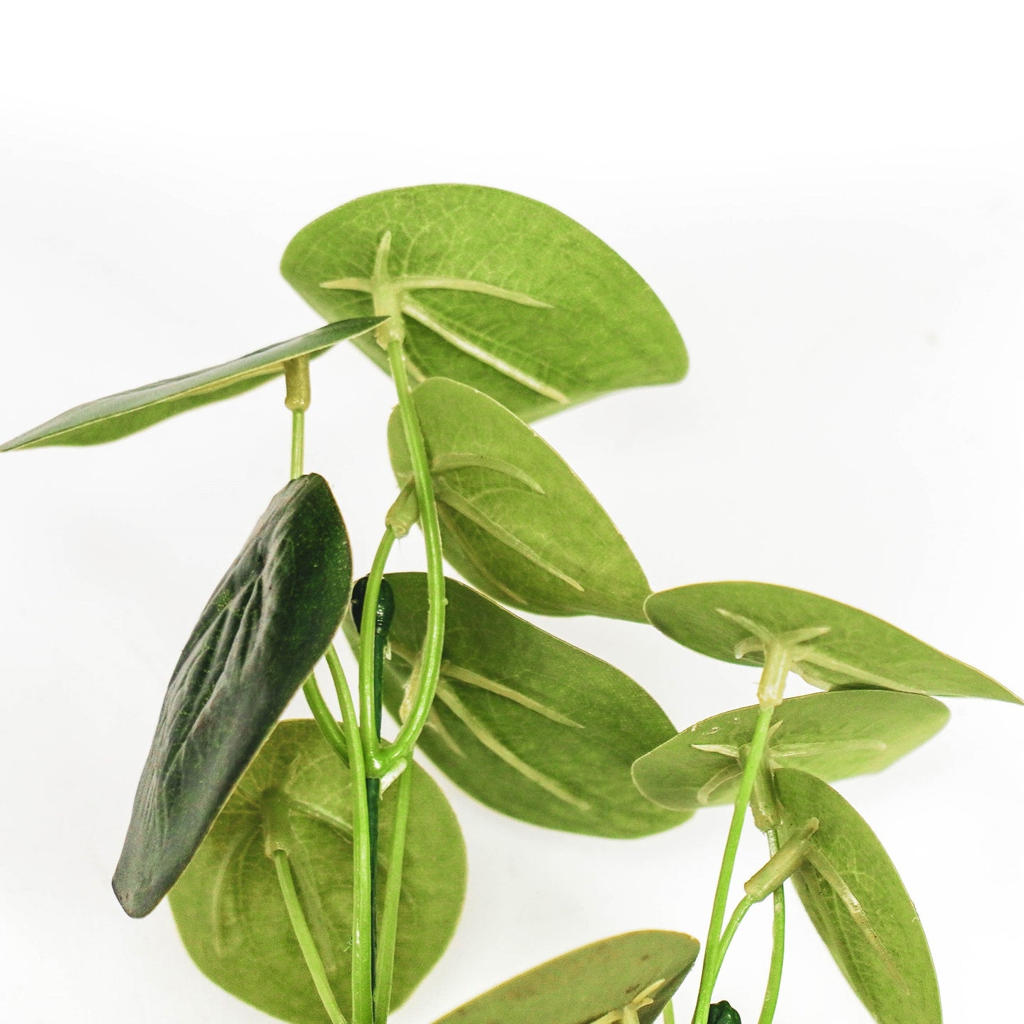 HV Eucalyptus Lange Bos - Groen - 10x16x65cm