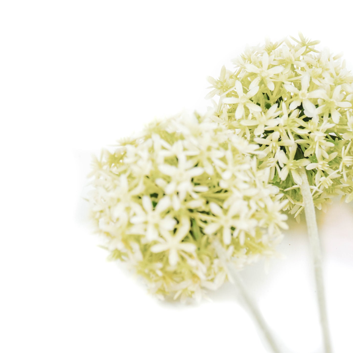 Housevitamin  Allium - Wit/Groen - 20x65cm